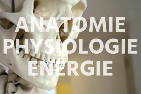 Anatomie – Physiologie – Energie
